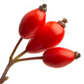 Rose Hip